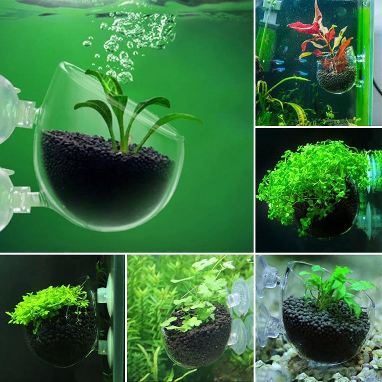 Aquatische Pflanzentöpfe aus A – Marine Fish Tank Bewertung und Preis